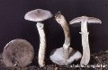 Tricholoma cingulatum-amf1856